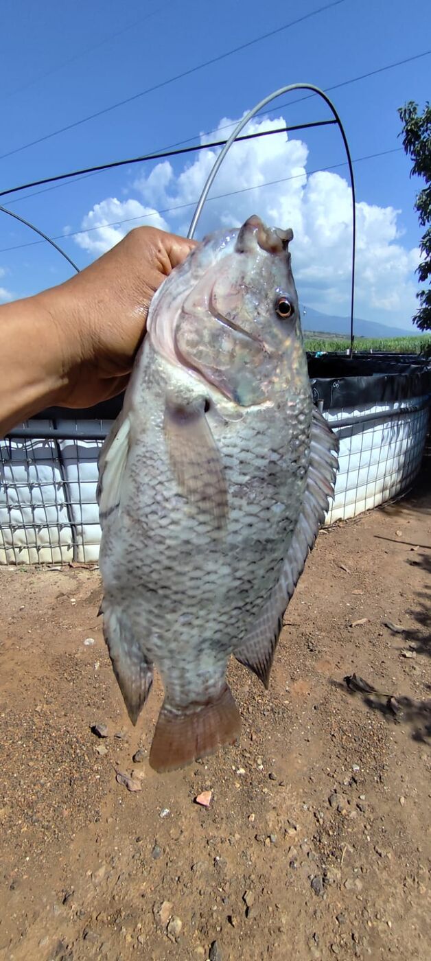 Crianza artesanal de mojarra