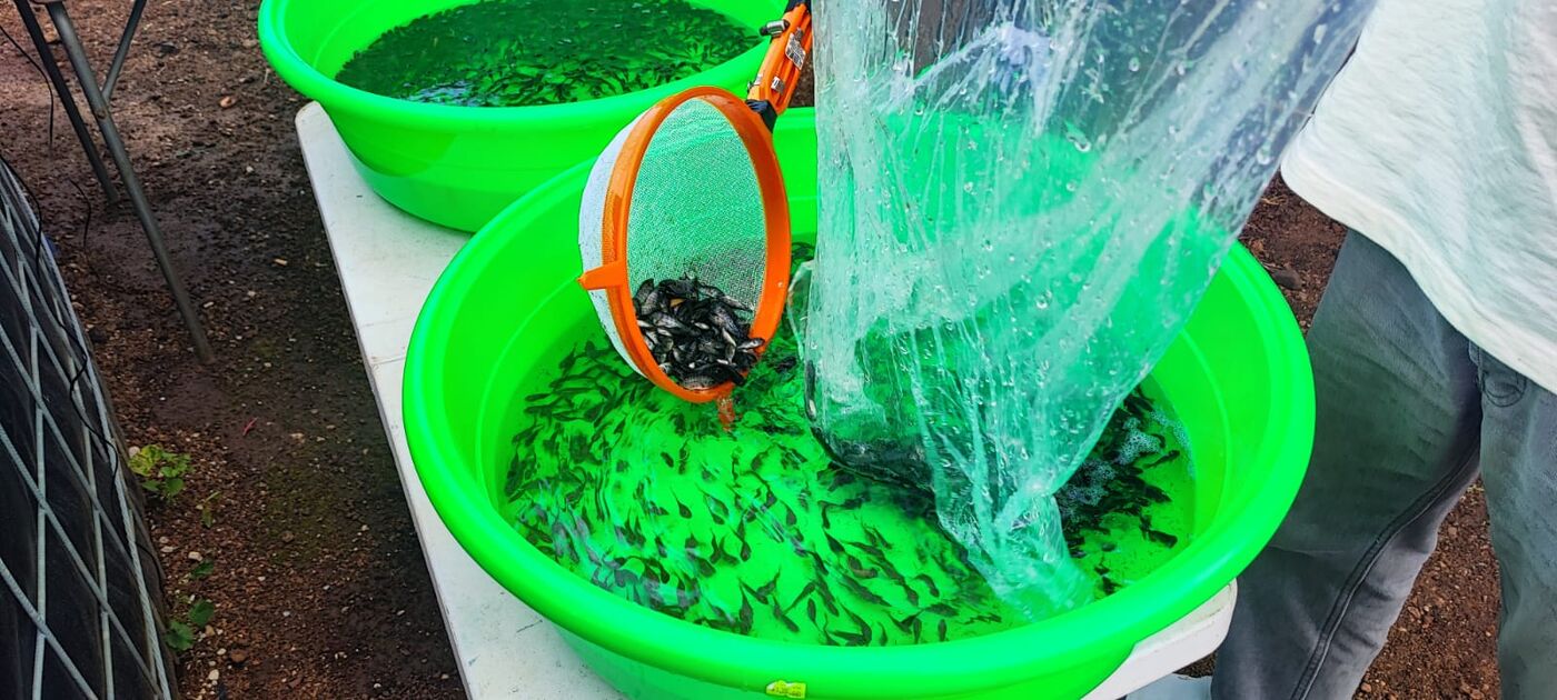 Mojarras frescas listas para entrega