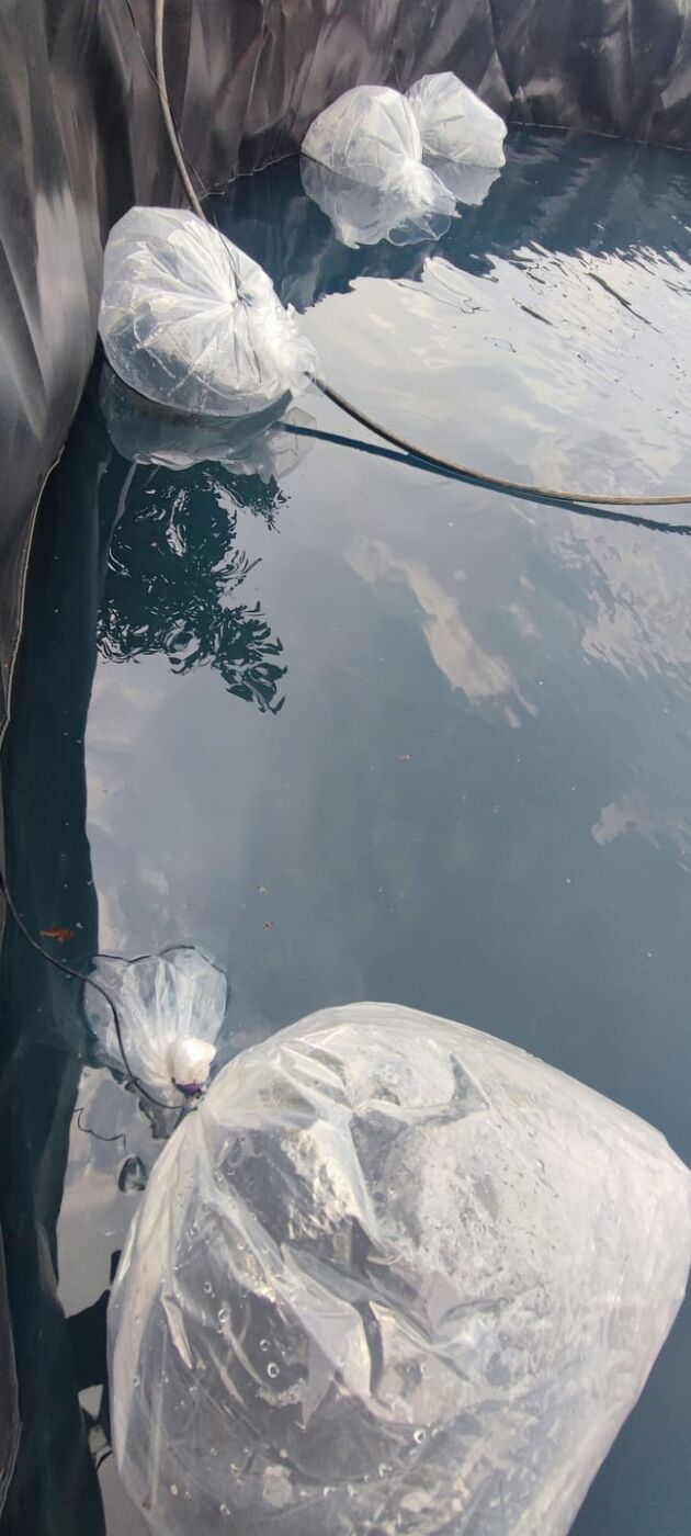 Estanques de agua limpia