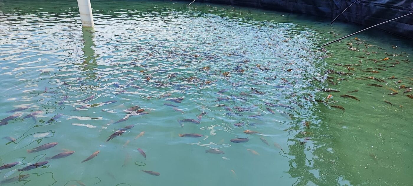 Proceso de crianza natural de mojarra