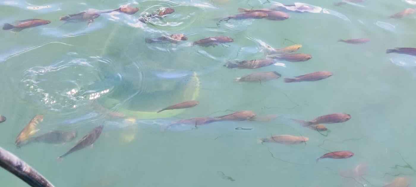 Mojarra del día en Rancho Don Ramón