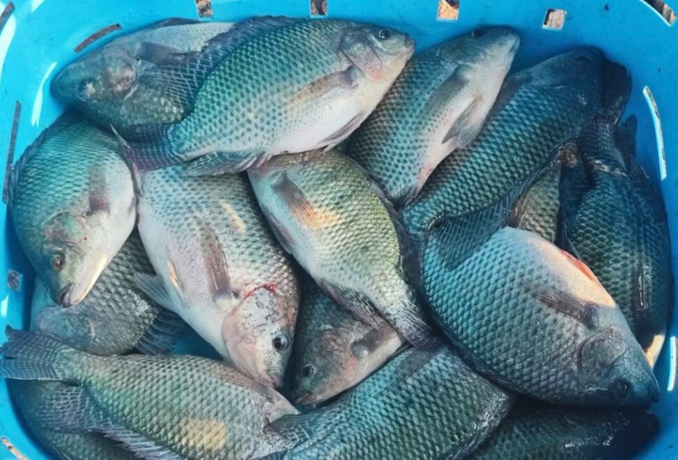 Mojarra fresca recién cosechada